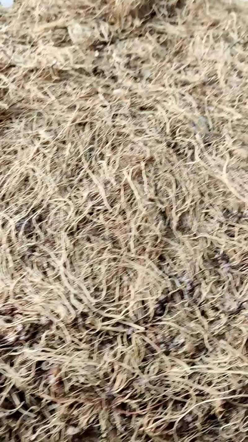 细辛一公斤起批不包邮颜色好质量有保障
