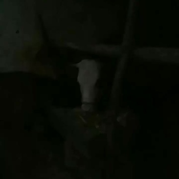 肉牛