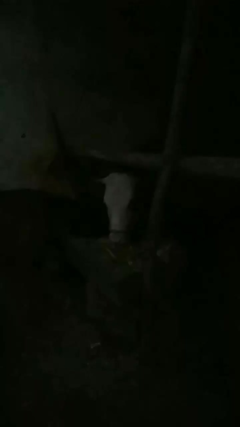 肉牛