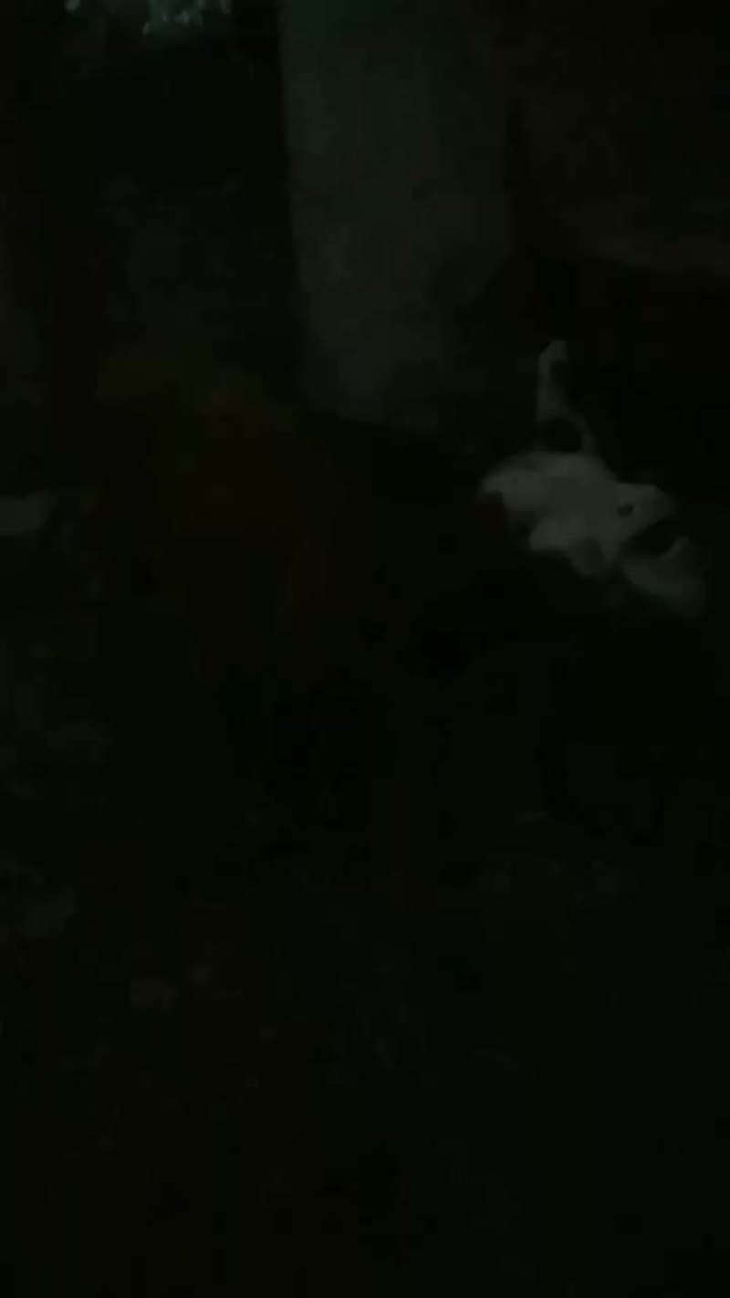 肉牛