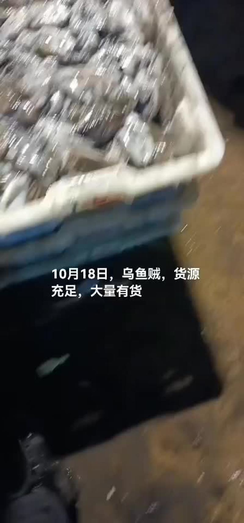 乌鱼贼