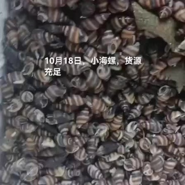 小海螺