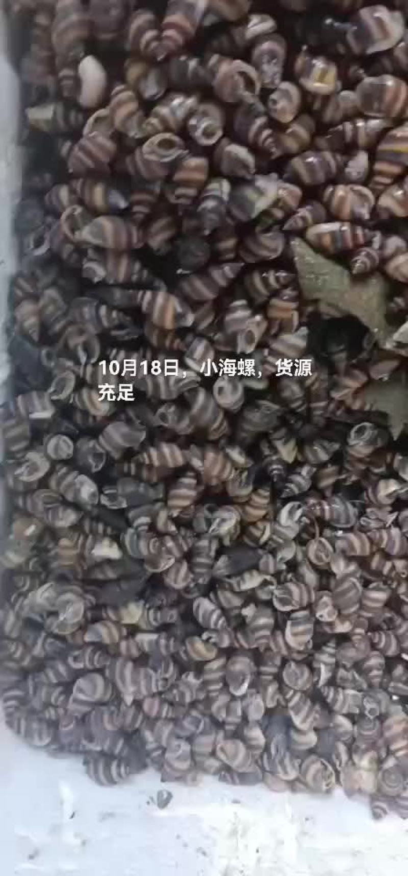 小海螺