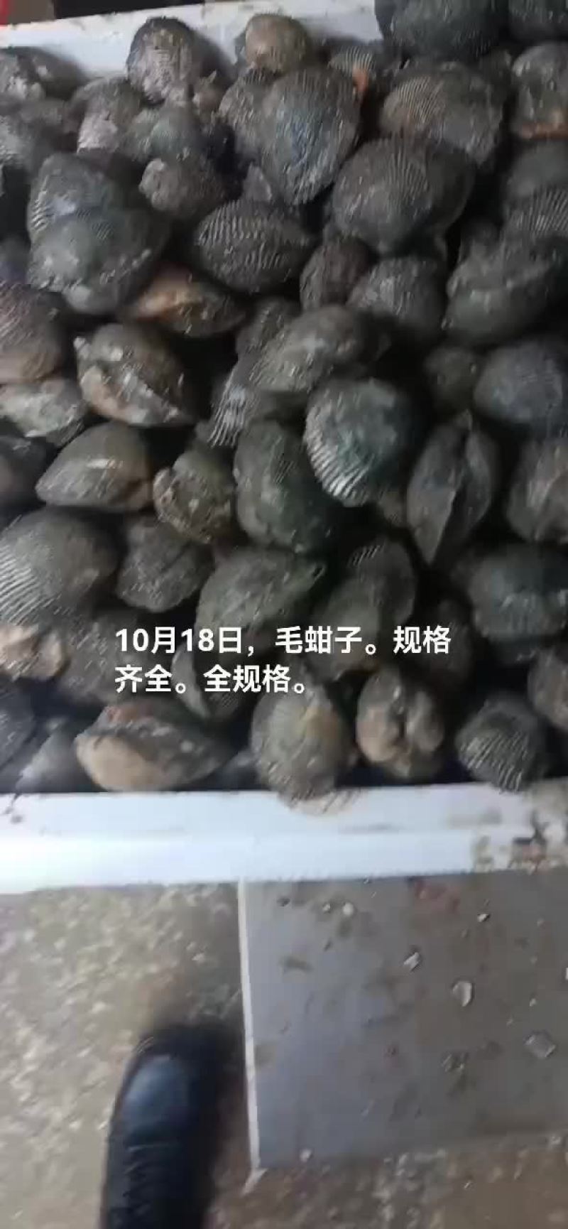 毛蚶子，赤贝