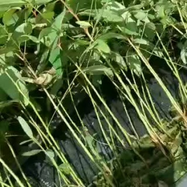 桉树苗