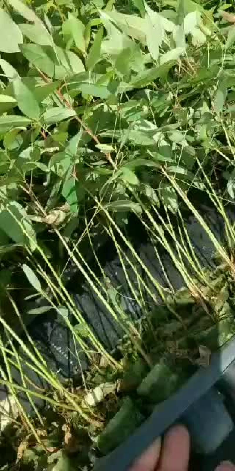 桉树苗