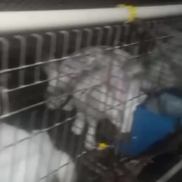 种兔，公兔，肉兔