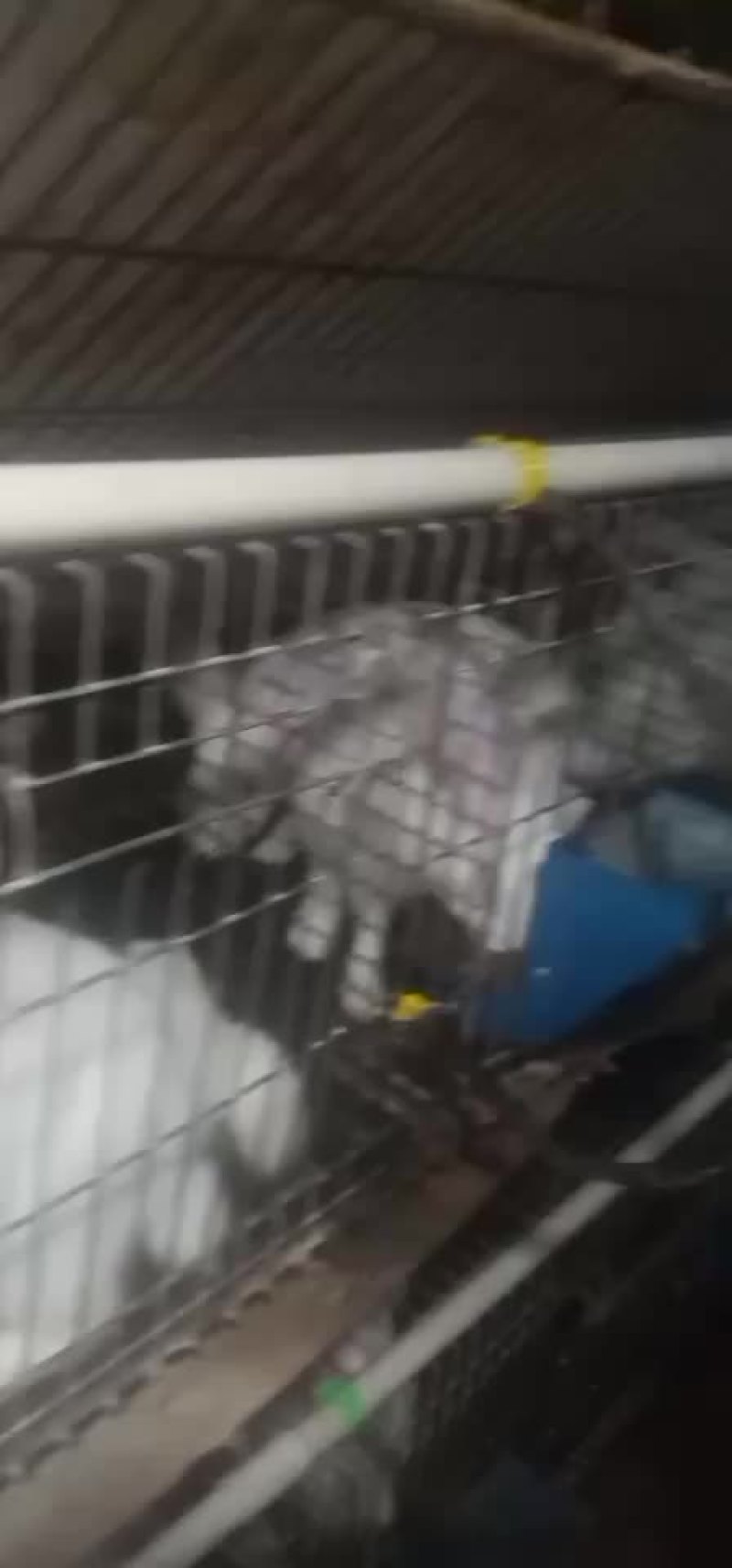 种兔，公兔，肉兔