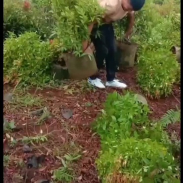 各种规格红车