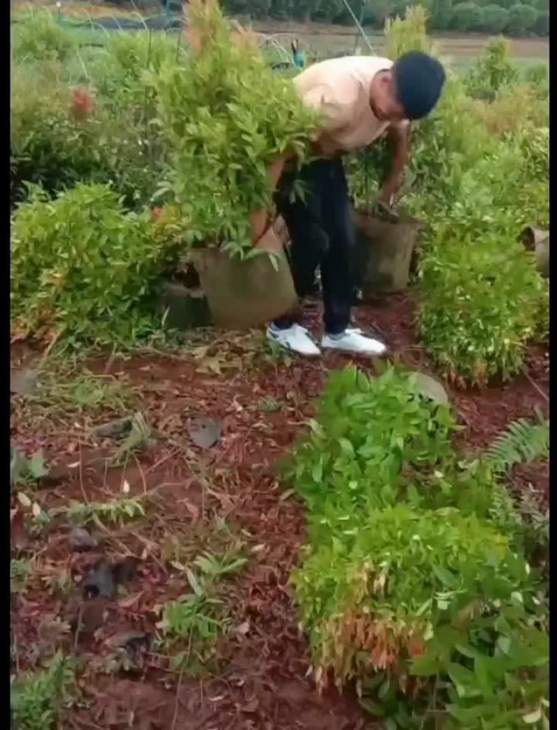 各种规格红车