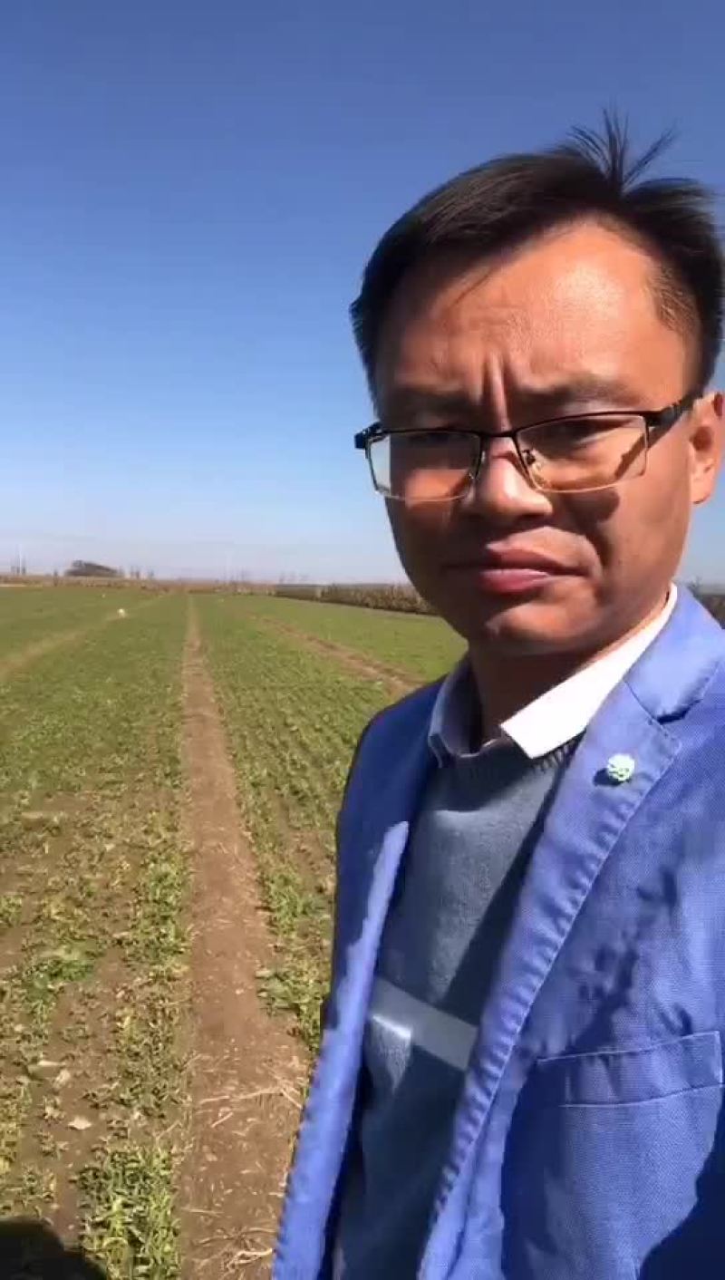 半夏珠芽，半夏种植基地，半夏育苗基地，半夏秧子，半夏干货