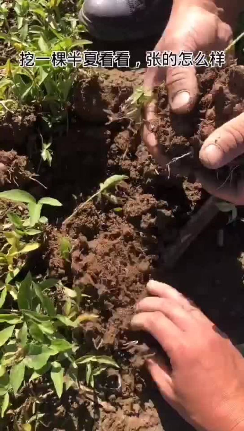 半夏珠芽，半夏种植基地，半夏育苗基地，半夏秧子，半夏干货