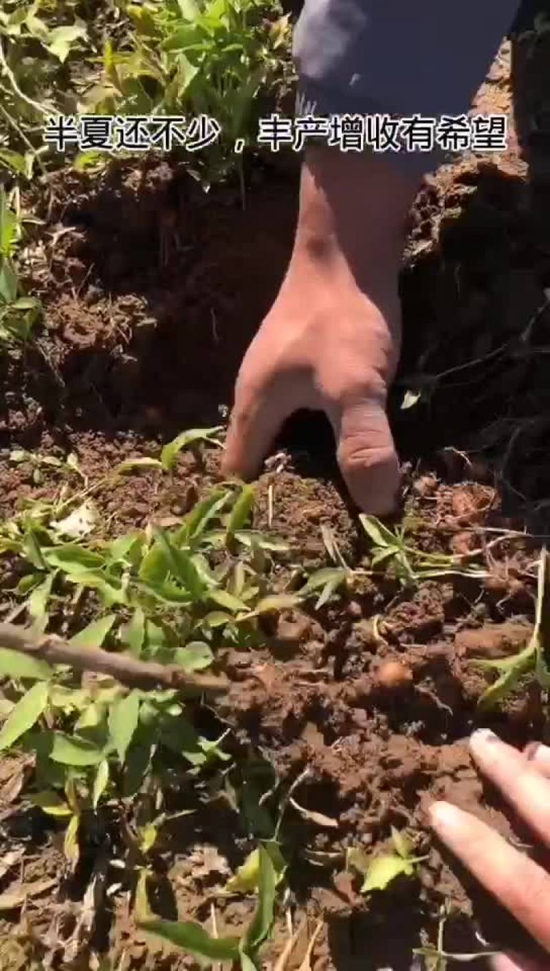 半夏珠芽，半夏种植基地，半夏育苗基地，半夏秧子，半夏干货