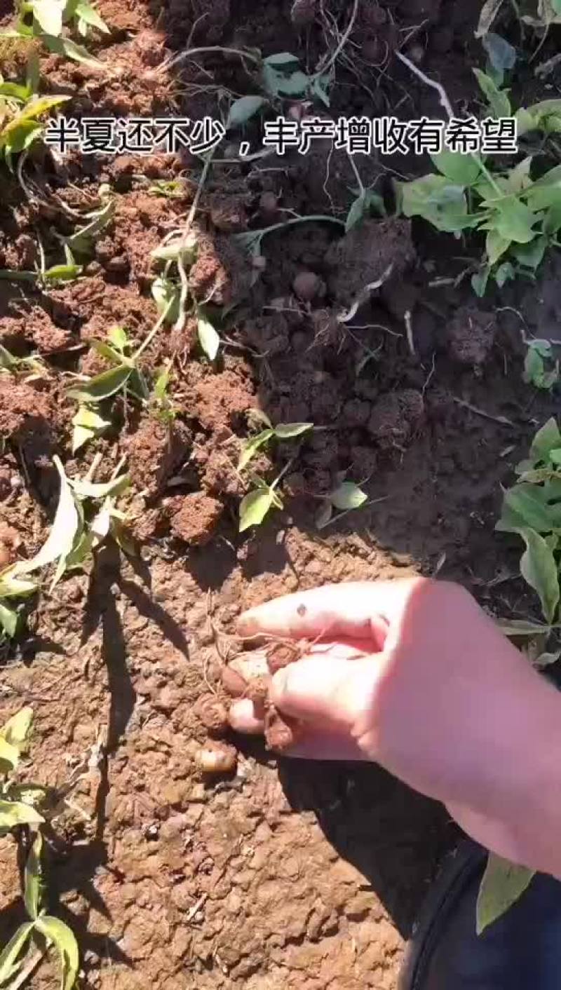 半夏珠芽，半夏种植基地，半夏育苗基地，半夏秧子，半夏干货