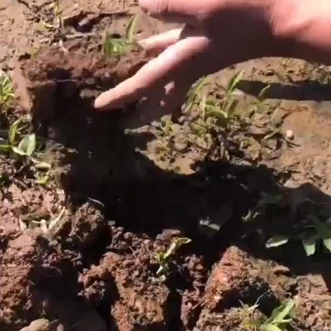 半夏珠芽，半夏种植基地，半夏育苗基地，半夏秧子，半夏干货