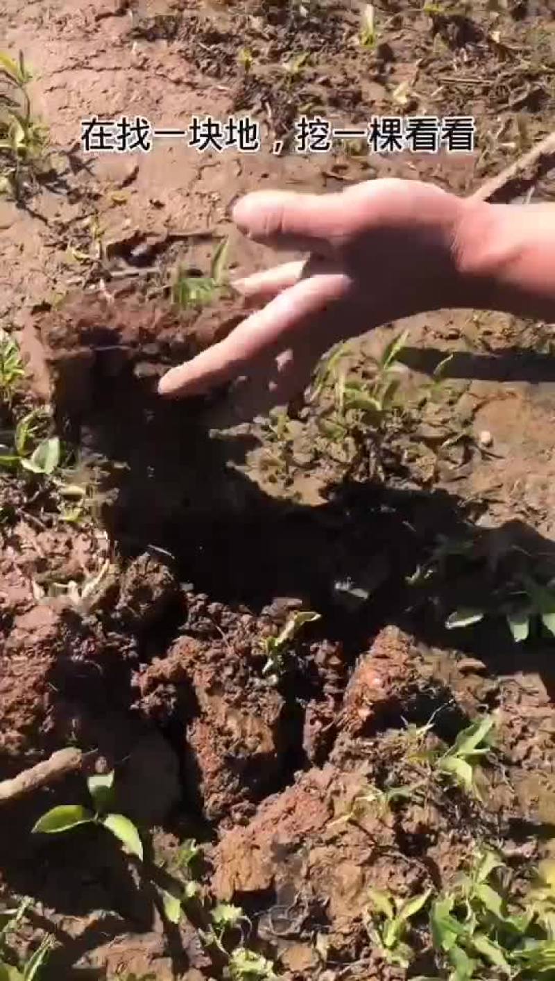 半夏珠芽，半夏种植基地，半夏育苗基地，半夏秧子，半夏干货