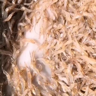临沂沂河河虾