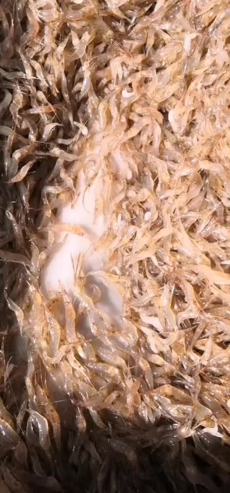 临沂沂河河虾