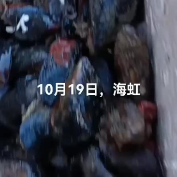 海虹，月亮贝。所有贝类