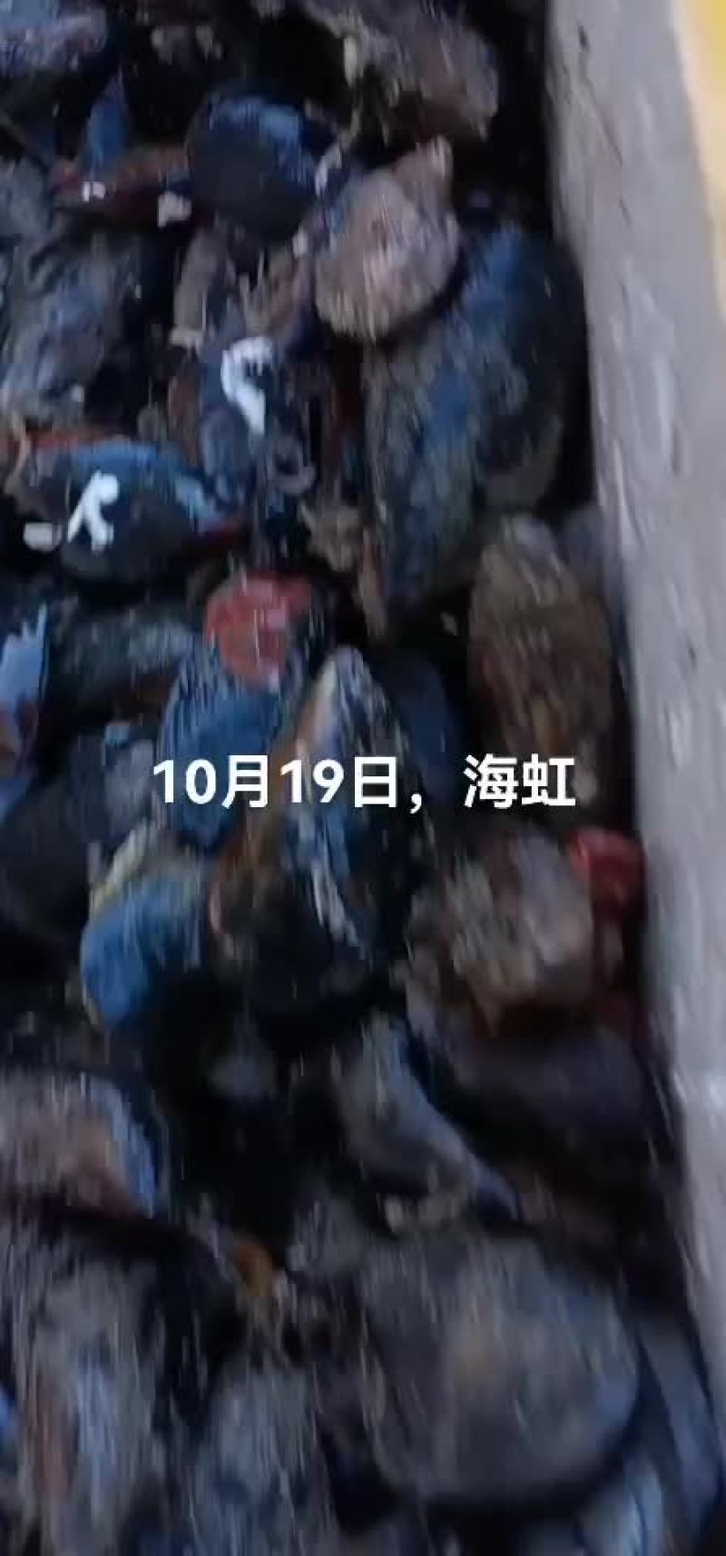 海虹，月亮贝。所有贝类