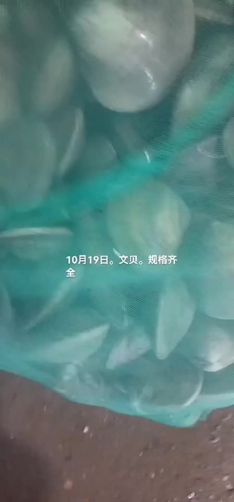 海虹，月亮贝。所有贝类