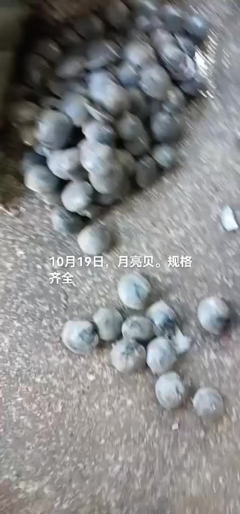 海虹，月亮贝。所有贝类