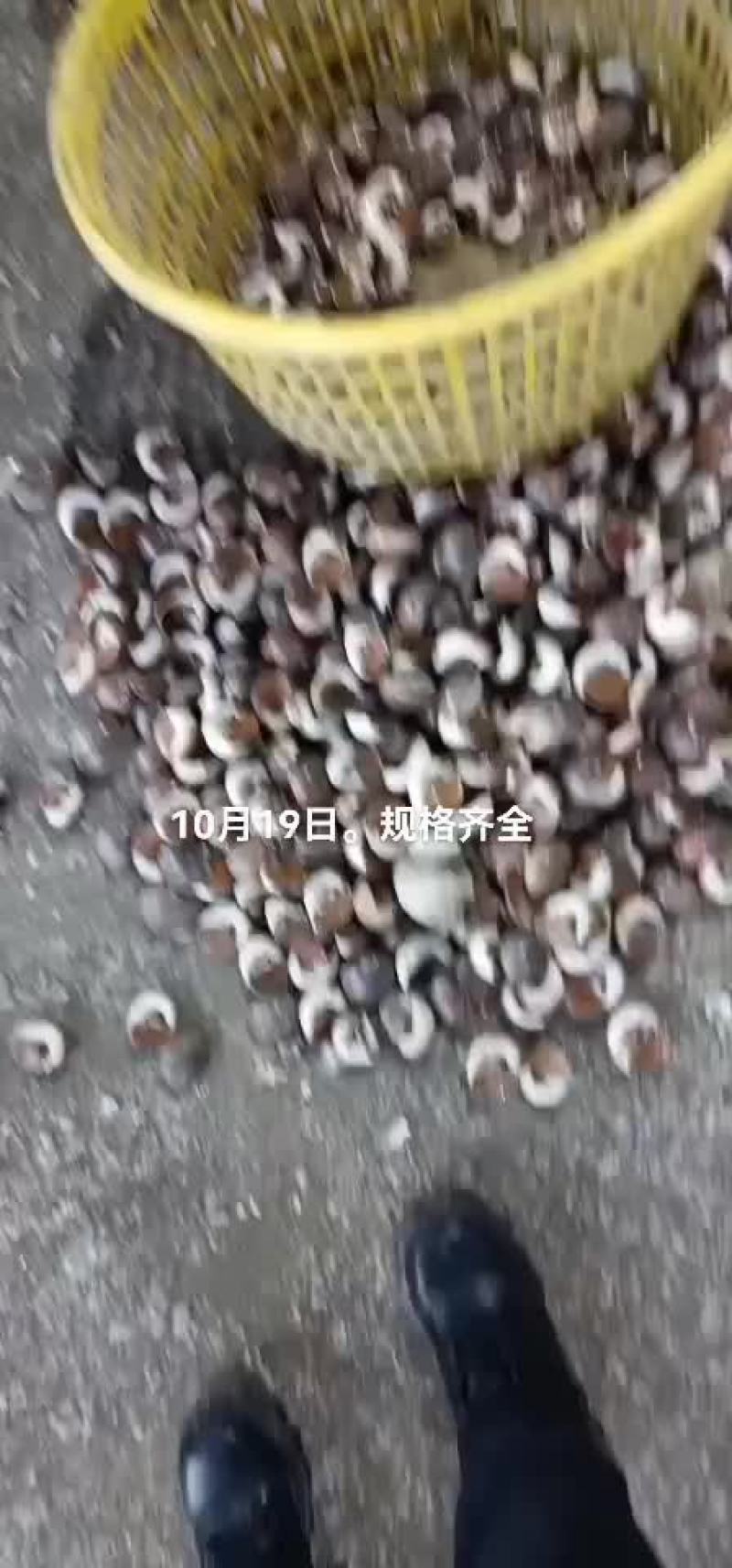 海虹，月亮贝。所有贝类