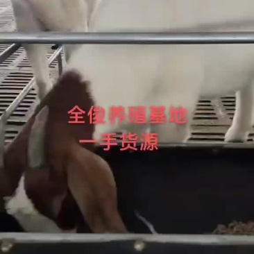波尔山羊