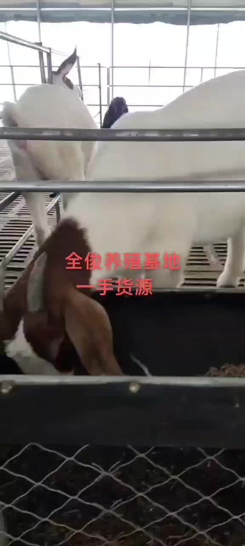 波尔山羊