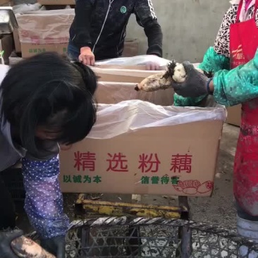 精品粉藕