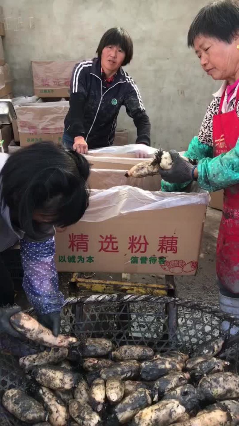 精品粉藕
