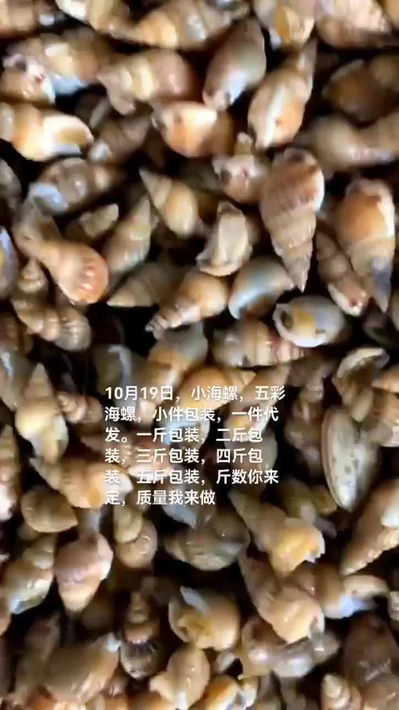 小海螺