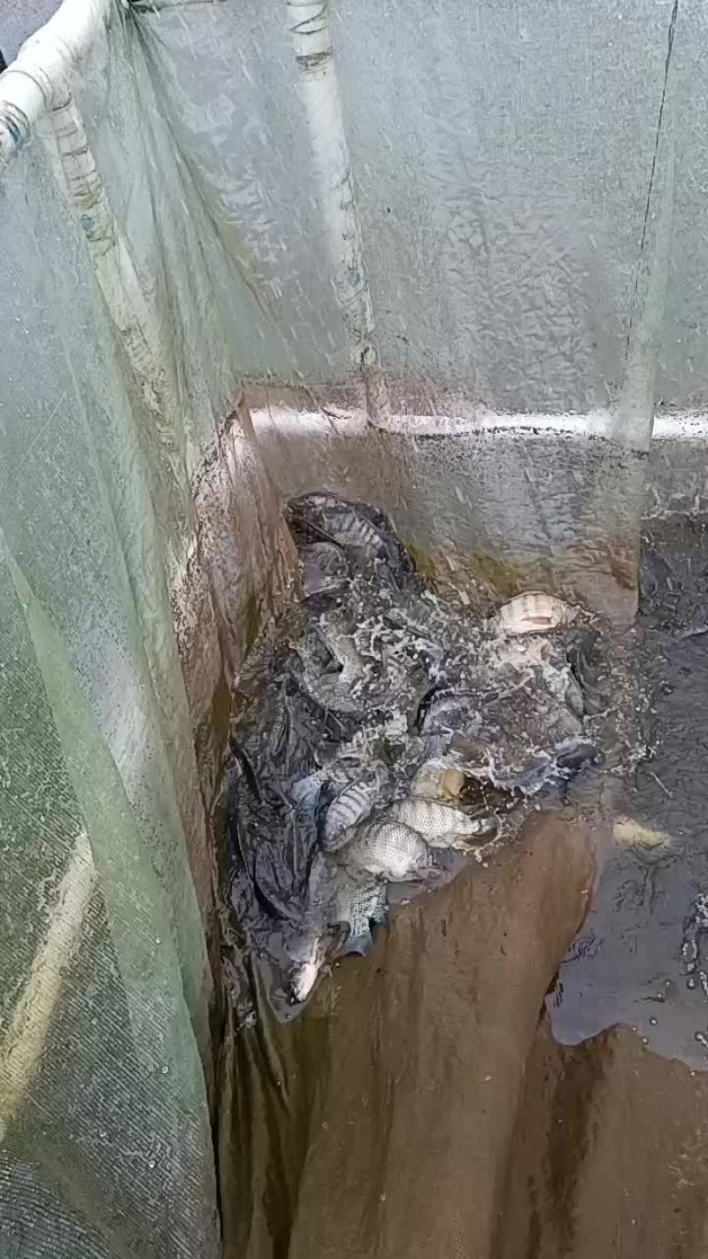 罗非鱼出售