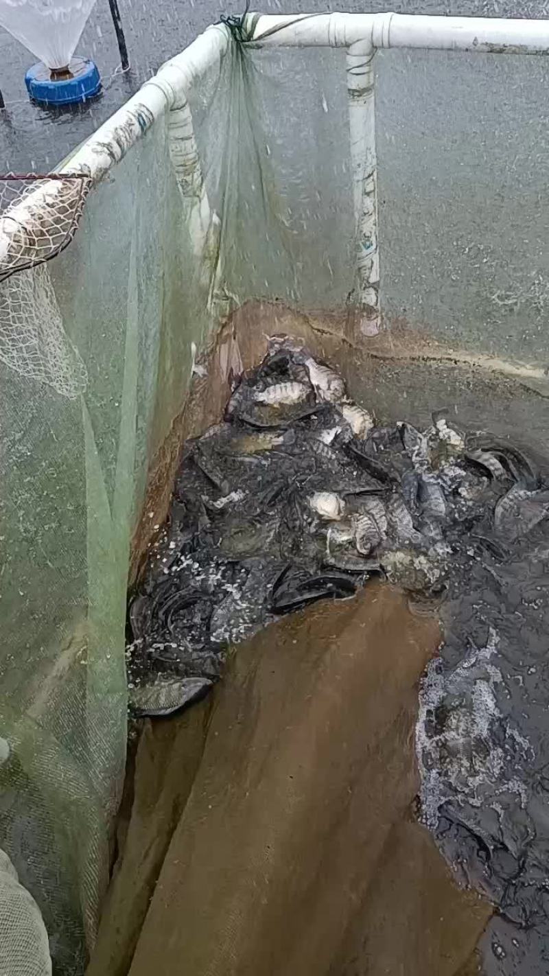 罗非鱼出售