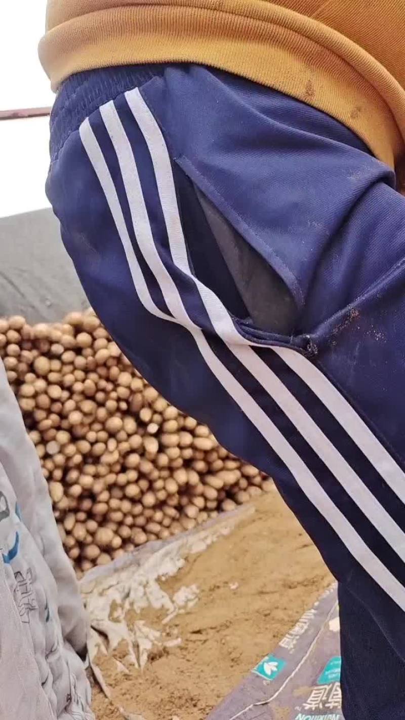 榆林白玉