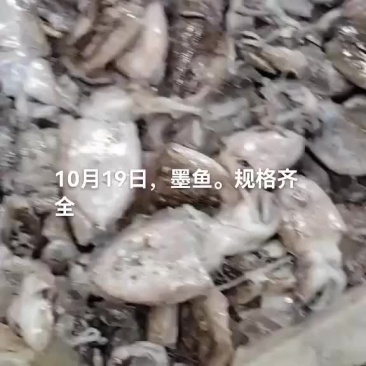 乌鱼，墨鱼