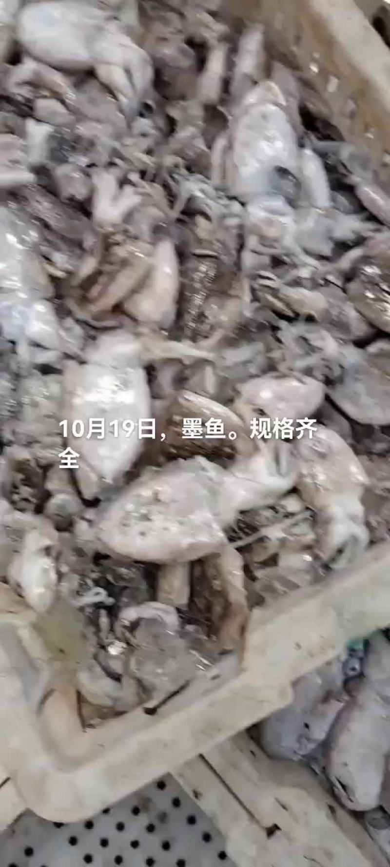 乌鱼，墨鱼