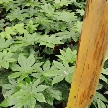 自家种植盆栽八角金盘清货处理，品质好，成都眉山地区可送货