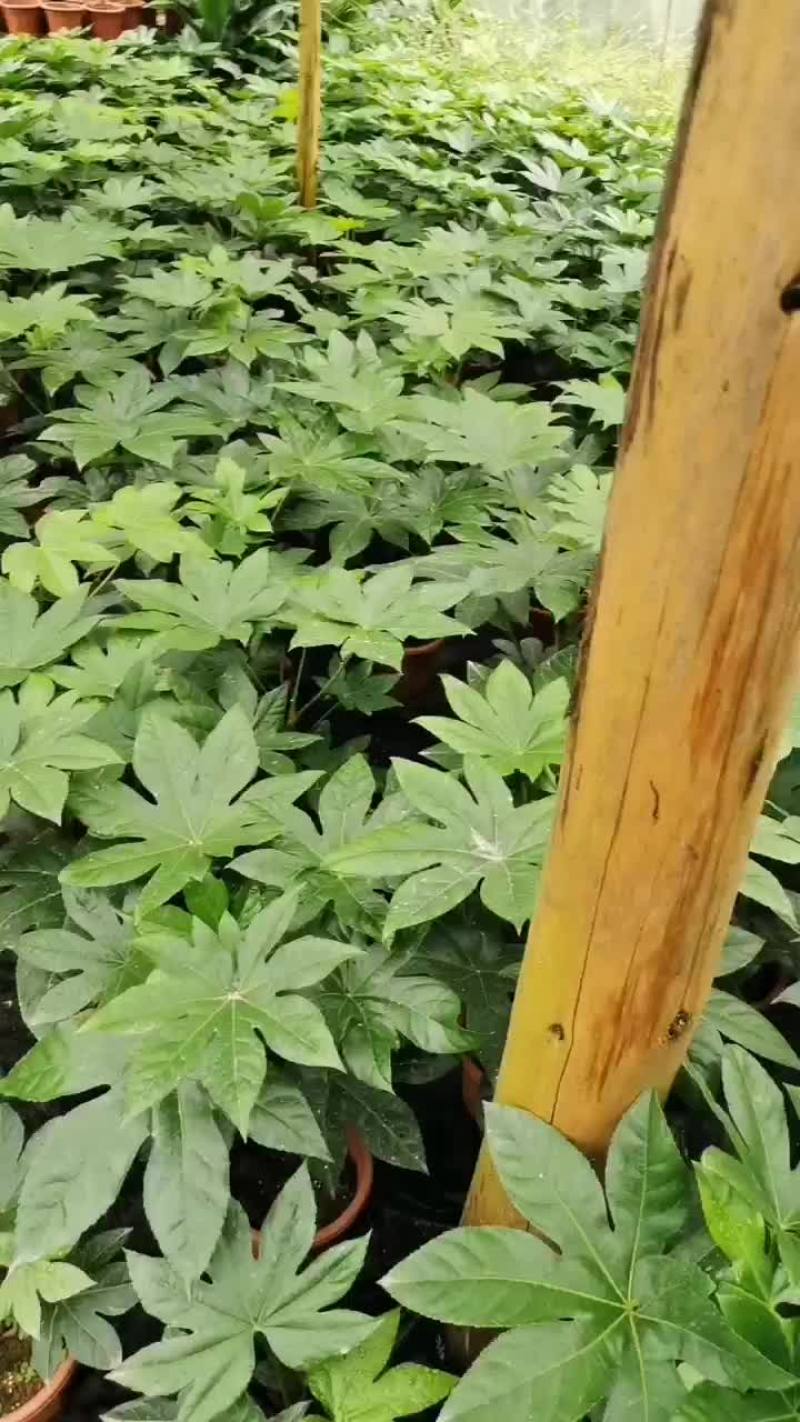 自家种植盆栽八角金盘清货处理，品质好，成都眉山地区可送货