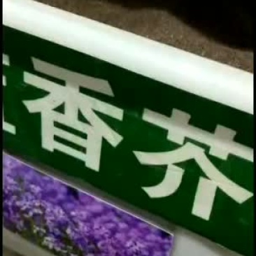 兰香芥兰花卉种子多年生品种耐寒花卉品种种子