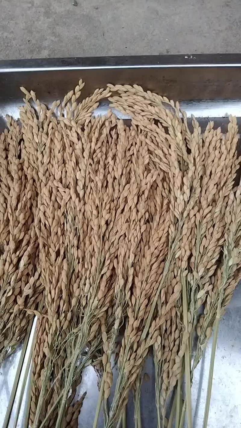 晚稻谷，黄华占，便稻园粒，