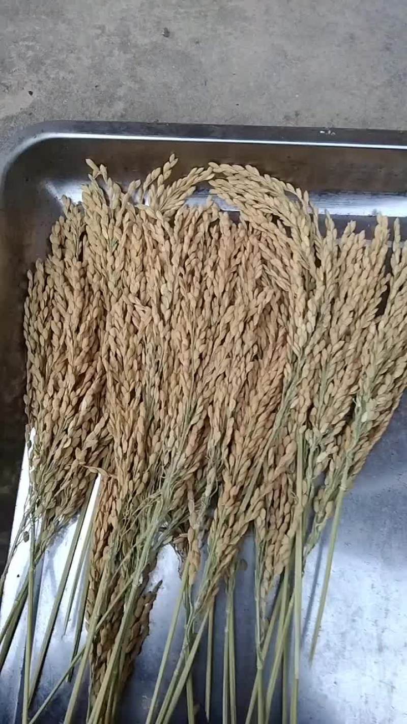 晚稻谷，黄华占，便稻园粒，