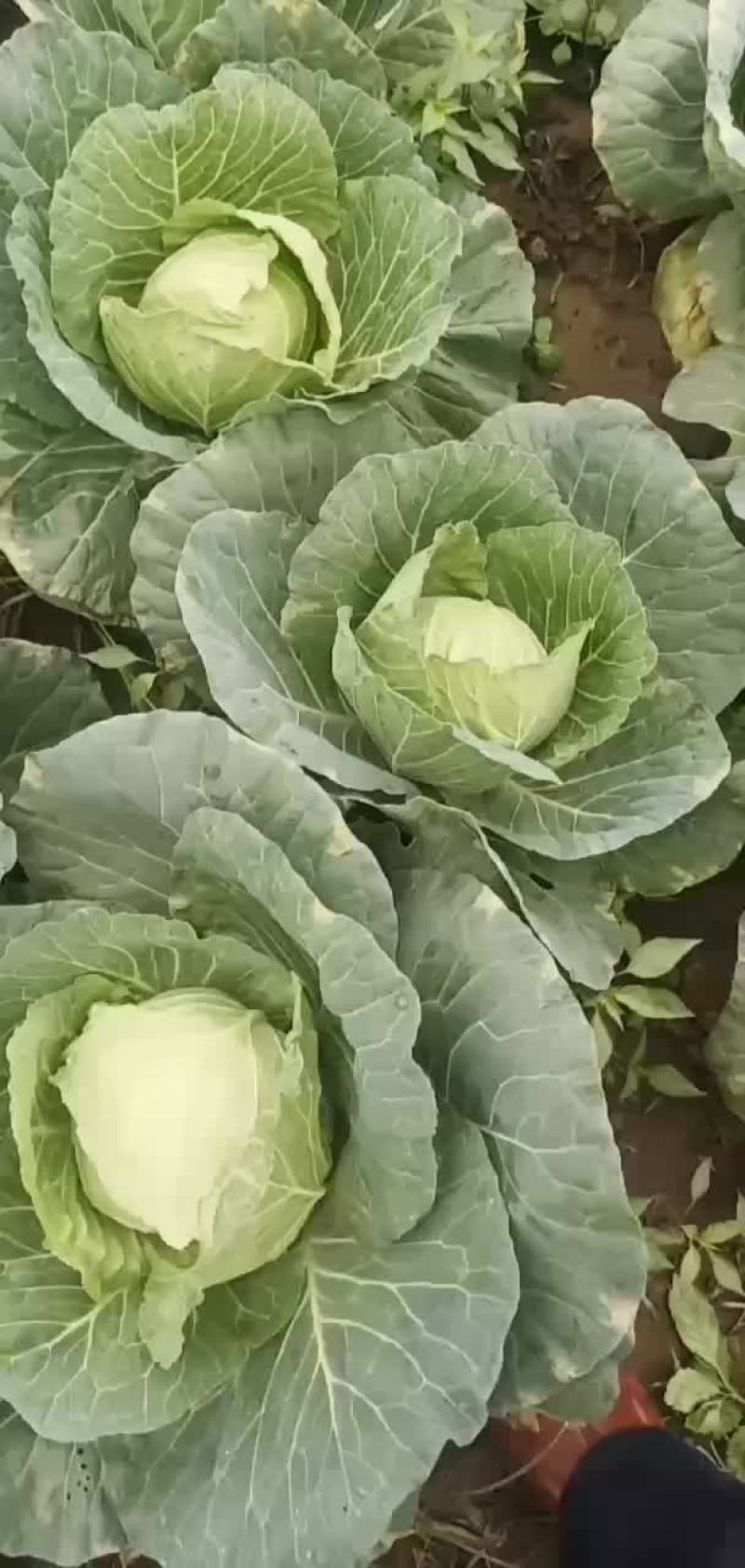 青杂三号白菜