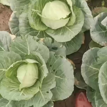 青杂三号白菜