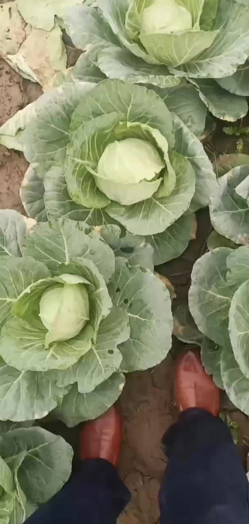青杂三号白菜