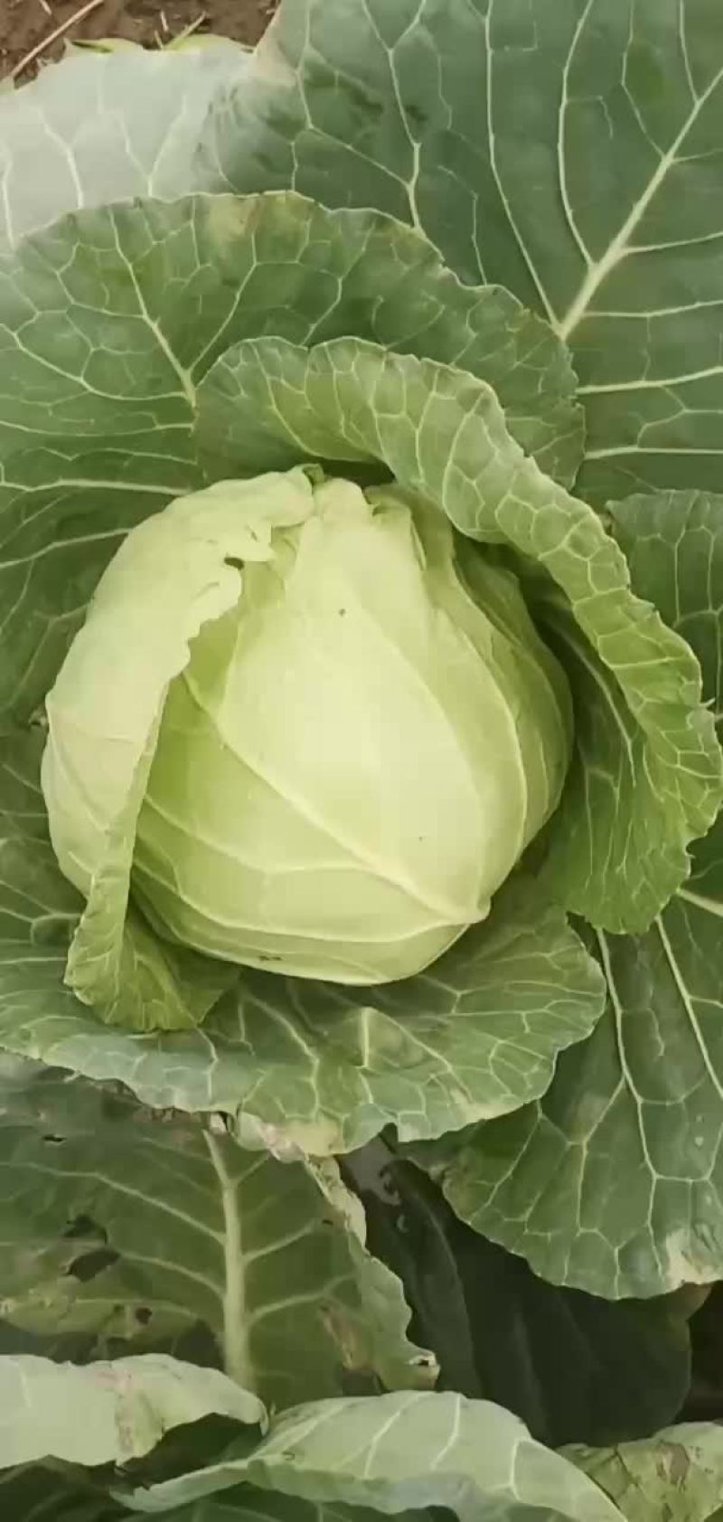 青杂三号白菜