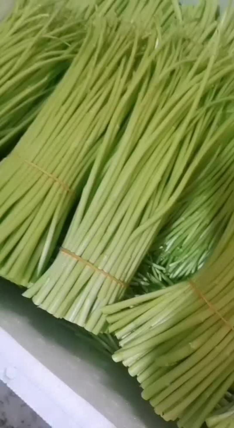 大量芦蒿