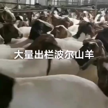 大量波尔山羊出栏