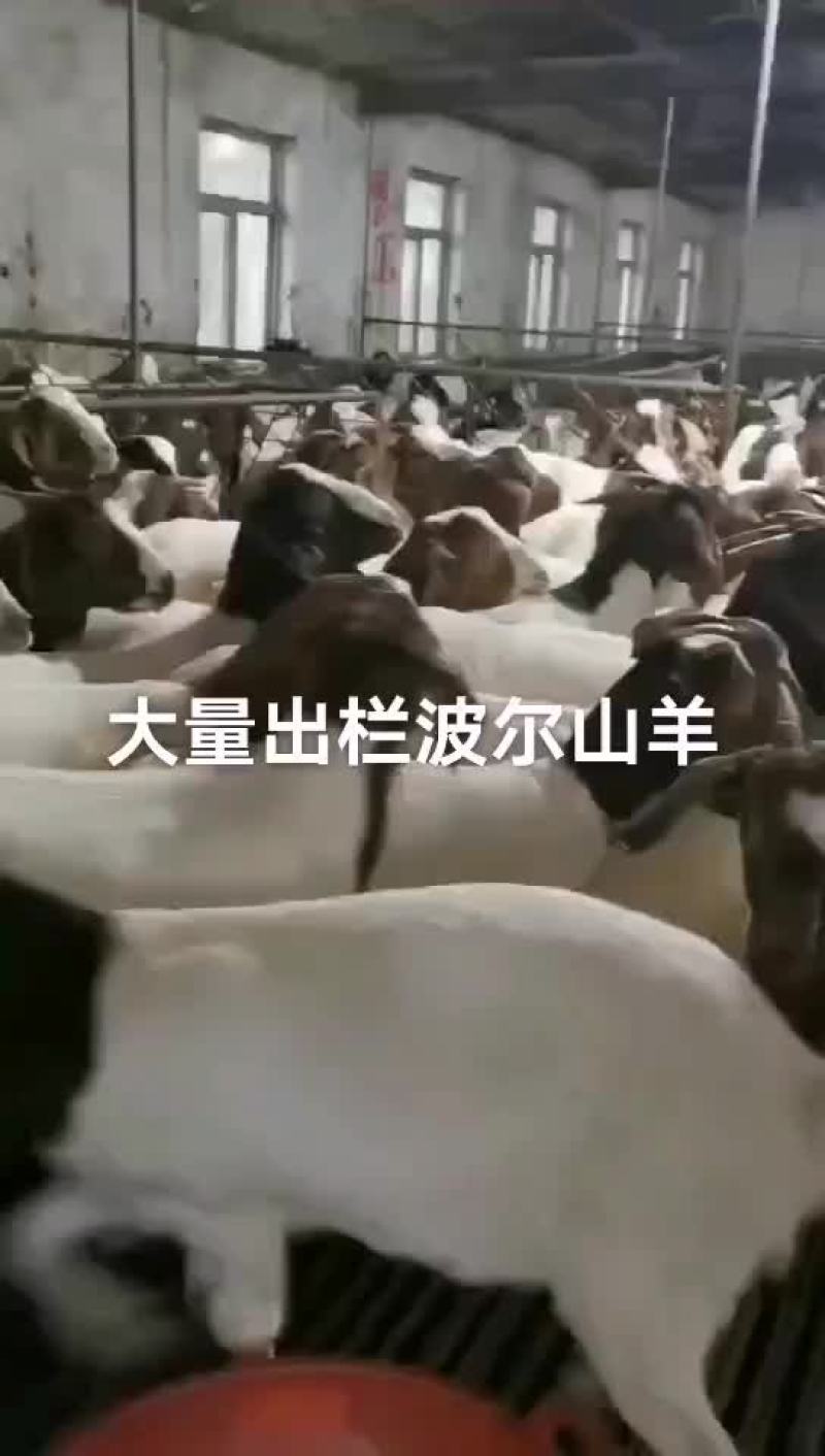 大量波尔山羊出栏