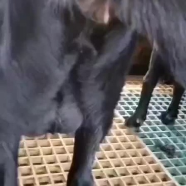 黑山羊装车中